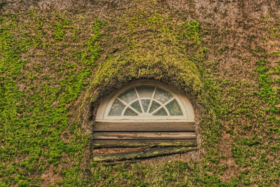 Thatch-roof-with-moss - 900x600